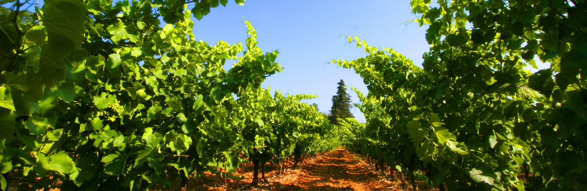 La Grappe de Montpellier - Abbayes et Châteaux en Languedoc